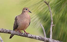 Mimpi Dapat Burung Perkutut 4D